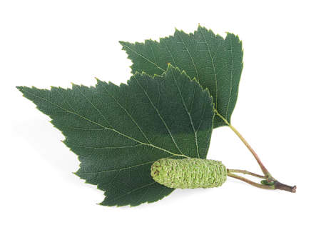 Leaves and buds of birch isolated on a white background. Birch sprig with catkin.の写真素材
