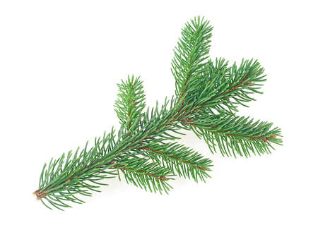 Green fir branch isolated on a white background. Pine tree branch. Christmas Tree.の写真素材