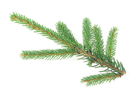 Green fir branch for christmas isolated on a white background. Branch of fir tree.の写真素材