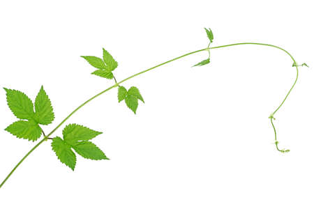 Young branch of hop with leaves and buds isolated on a white background. Natural fresh hop plant.の写真素材