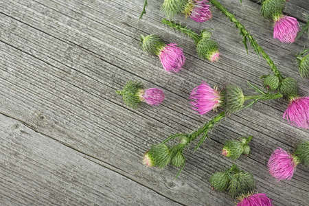 Silybum marianum herb - Wild medicinal plant on a wooden background. Milk thistle. Alternative medicine concept.の写真素材