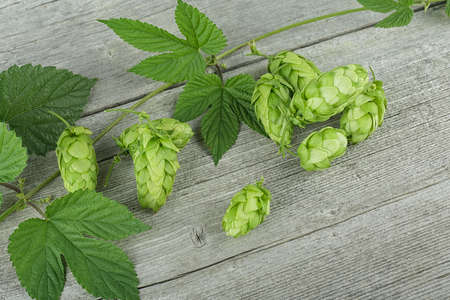 Fresh green hops with leaves on a wooden table. Concept of beer production. Brewing.の写真素材