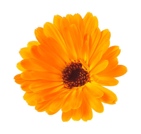 Orange calendula flower isolated on a white background. Calendula officinalis. Marigold.の写真素材