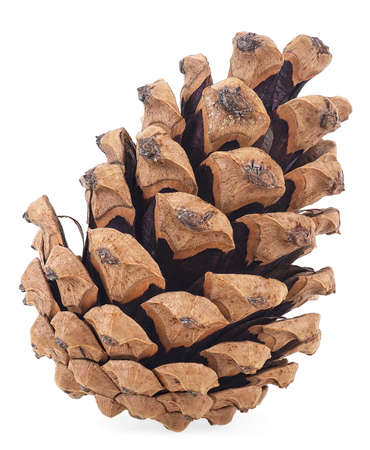Brown pine cone isolated on a white background. Christmas pine cone.の写真素材