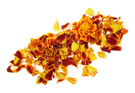 Petals and flowers of french marigold flower isolated on a white background, top view. Mexican marigold, Aztec marigold, African marigold.の写真素材