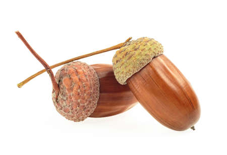 Dried brown acorns isolated on a white background. Two acorns. Ripe acorns.の写真素材