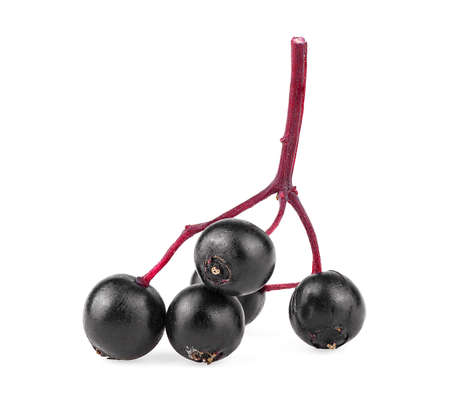 Small branch of fresh black elderberry fruit isolated on a white background, front view. Sambucus. Black elder. European elder.の写真素材