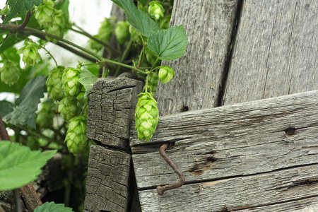 Green hop cones with leaves on the old wooden fence, selective focus. Hops agriculture harvest.の写真素材