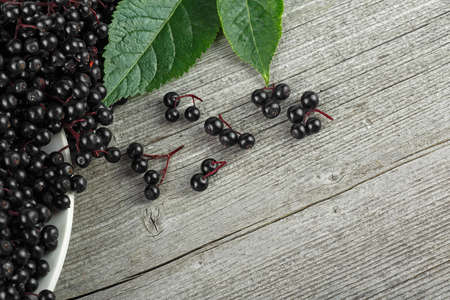 Fresh elderberries in a ceramic bowl, on wooden table. Healing berries of ripe black elderberry.の写真素材