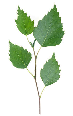 Isolated image of birch branch with leaves and catkins on a white background. Young spring leaves.の写真素材