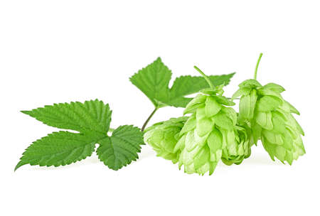 Bunch of hops cones with leaves isolated on a white background. Hops herb for brewery.の写真素材