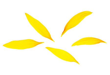 Fresh yellow petals of sunflower isolated on a white background. Beautiful sunflower petals, top view.の写真素材