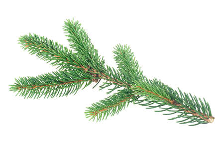 Green fir branch isolated on a white background. Closeup of fir tree branch for Christmas.の写真素材