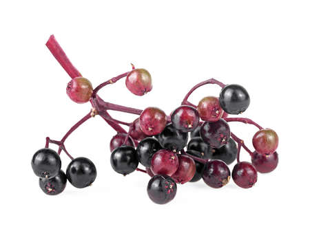 Red berries of black elder isolated on a white background. Young branch of sambucus.の写真素材