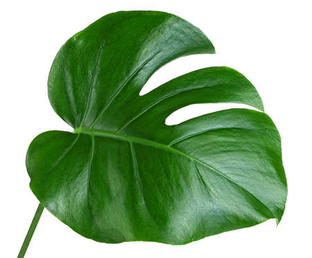 Tropical palm leaf - Monstera leaf isolated on a white background. Monstera Deliciosa. Swiss Cheese Plant leaf.の写真素材