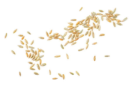 Raw rye grains isolated on a white background, top view. Healthy grains and cereals.の写真素材