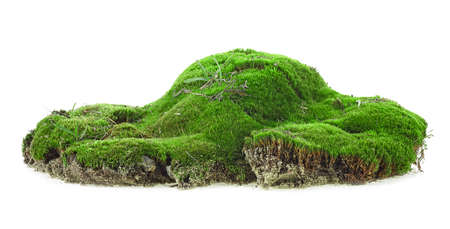 Wet green mossy hill isolated on a white background. Green moss with grass.の写真素材