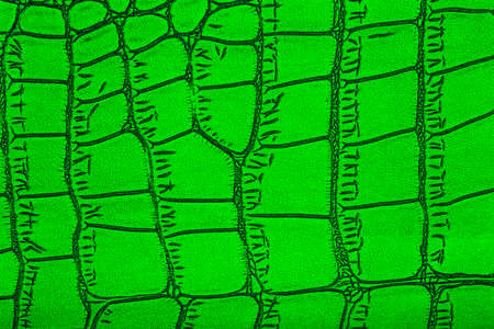 Background of the green skin of a crocodile. Green alligator patterned background. Genuine crocodile leather pattern.の写真素材
