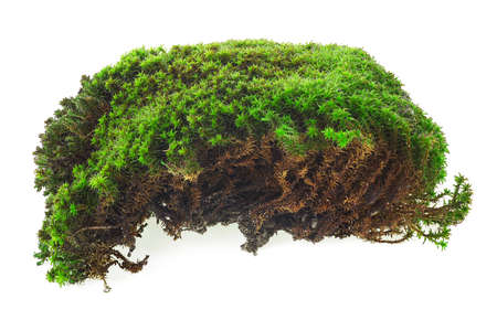 Green moss isolated on a white background.の写真素材
