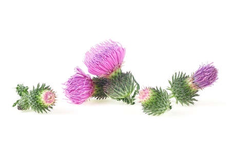 Milk thistle flowers isolated on a white background. Silybum marianum. Wild thistle flowers.の写真素材