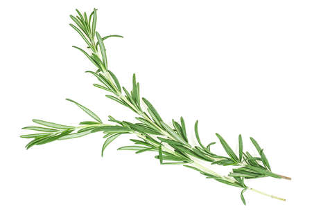 Fresh green rosemary isolated on a white background, top view. Twigs of rosemary.の写真素材