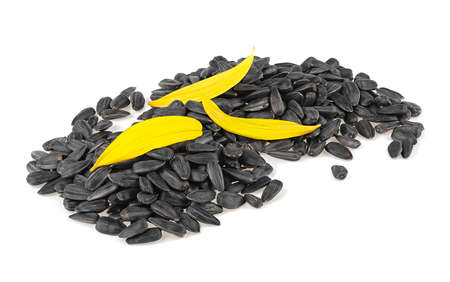 Yellow sunflower petals and seeds of sunflower isolated on a white backgroundの写真素材