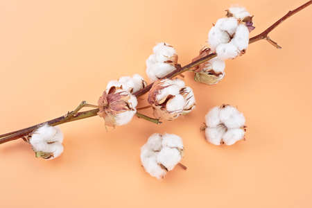 Beautiful cotton branch on brown background, top view. Delicate white cotton flowers. Copy space.の写真素材