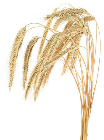 Bunch of dry rye spikelets isolated on a white background. Golden spikelets.の写真素材