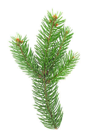 Top view of green fir tree spruce branch with needles isolated on a white background. Prickly spruce green branch.の写真素材