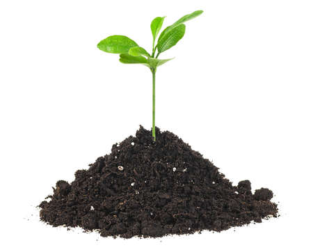 Young green sprout in the ground isolated on a white background. Citrus fruit.の写真素材
