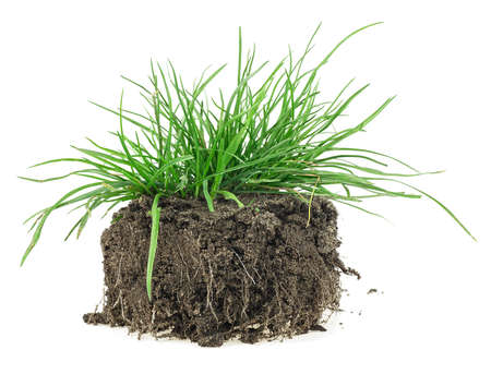 Young green grass with soil isolated on a white background. Green grass with dirt.の写真素材