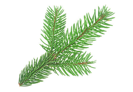 Branch of Christmas Tree isolated on a white background. Green spruce or pine branch with needles.の写真素材