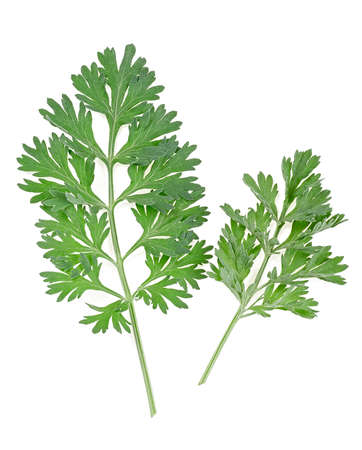 Two sprigs of medicinal wormwood isolated on a white background, top view. Sagebrush sprig. Artemisia. Absinthe wormwood.の写真素材