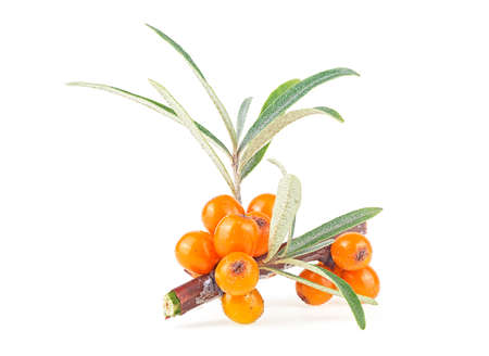 Branch of sea buckthorn berries with leaves isolated on a white background. Fresh ripe berries.の写真素材