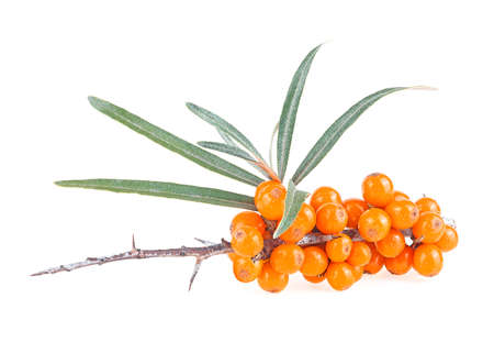 Sea buckthorn - fresh ripe berries with leaves isolated on a white background. Sea buckthorn berries branch.の写真素材
