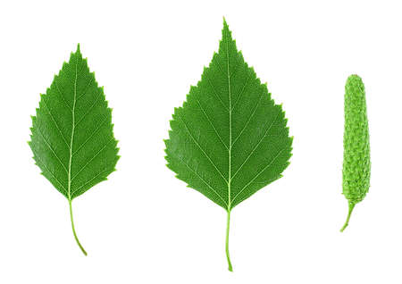 Top view of green birch leaves and bud isolated on a white background. Set of images.の写真素材