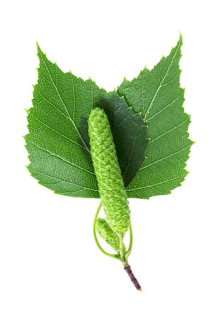 Young branch of birch with bud and leaves isolated on a white background, top view.の写真素材