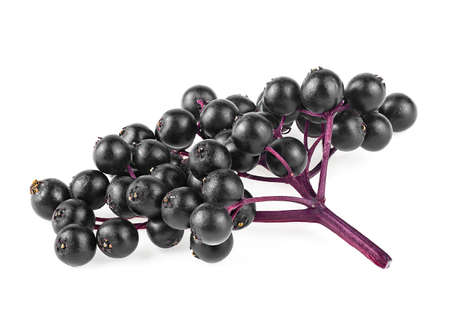 Black berries of elder on branch isolated on a white background. Elderberries with twig. Sambucus.の写真素材