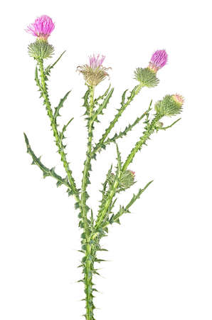 Milk thistle flower on stem isolated on a white background. Blooming thistle plant.の写真素材