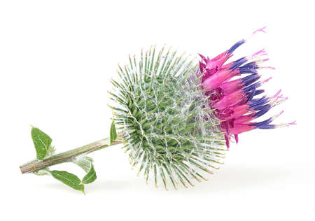 Burdock flower isolated on a white background. Macro. Medicinal plant: Arctium. Single flower.の写真素材