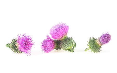 Flowers of thistle isolated on a white background. Silybum. Fresh thistle with flowers.の写真素材