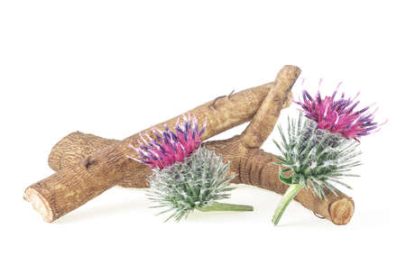 Burdock roots and burdock flowers isolated on a white background. Prickly heads of burdock flowers. Treatment plant.