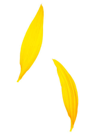 Two petals of sunflower isolated on a white background. Yellow petals.の写真素材