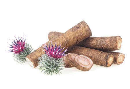 Burdock roots and burdock flowers isolated on a white background. Prickly heads of burdock flowers. Treatment plant.の写真素材