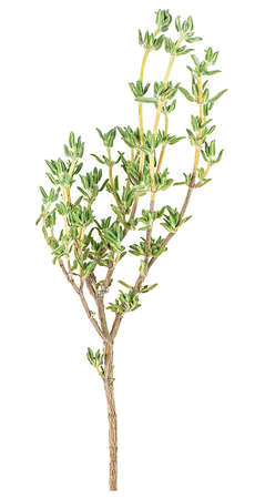 Fresh thyme sprig isolated on a white background. Spice.の写真素材