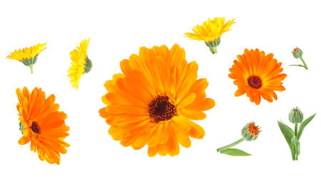 Set of marigold flowers isolated on a white background. Collection flowers of calendula.の写真素材