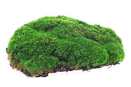 Front view of green moss isolated on a white background. Green forest moss.の写真素材