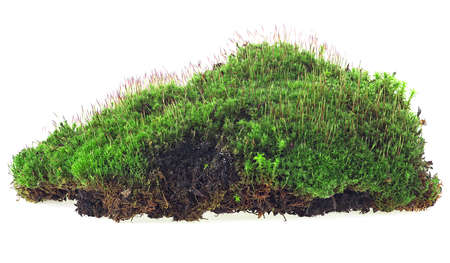 Moss isolated on a white background. Green forest moss. Moss with grass.の写真素材