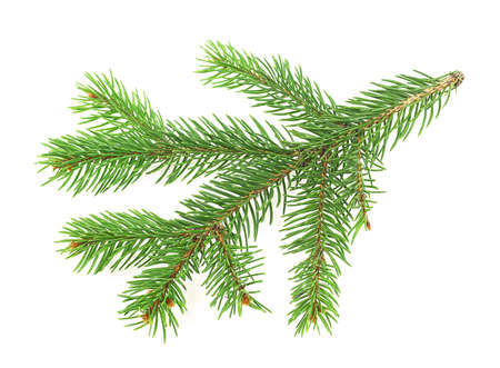 Christmas tree branch isolated on a white background. Fir tree branch. Pine tree branch.の写真素材