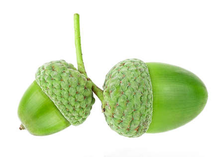 Two green acorns isolated on a white background. Young acorns.の写真素材